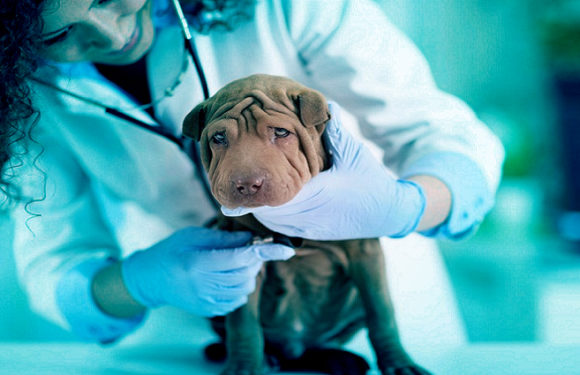 North America and Europe are the major regions of the Animal Healthcare Market