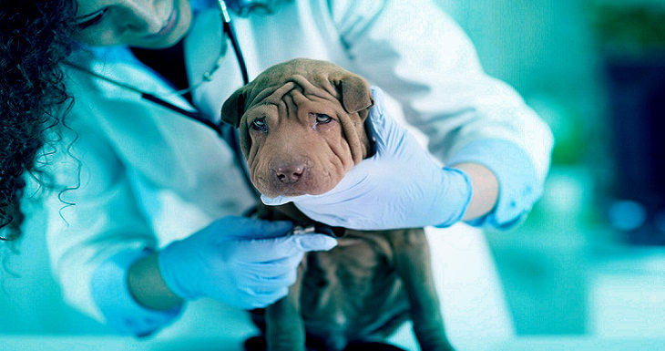 North America and Europe are the major regions of the Animal Healthcare Market