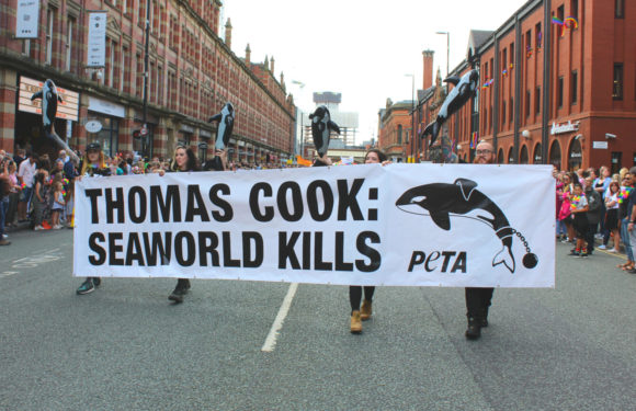 Trips to SeaWorld over animal welfare concerns axed by Thomas Cook