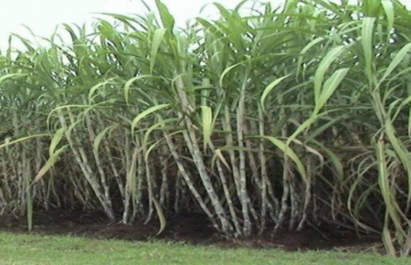 New High-Yielding Sugarcane Variety to be Available in Tamil Nadu