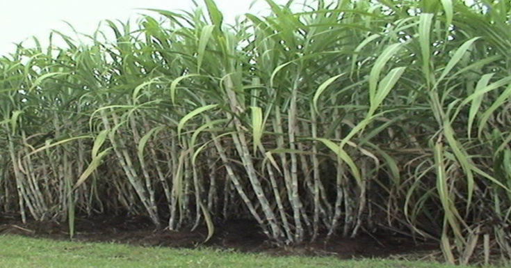 New High-Yielding Sugarcane Variety to be Available in Tamil Nadu
